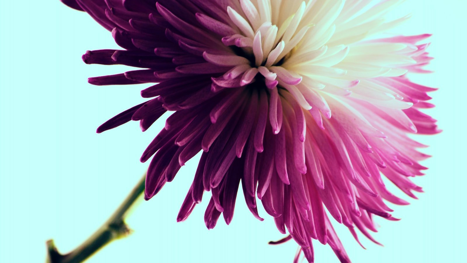 Heading 1: Unveiling Rockledge, FL: A Serene Haven Nestled amidst Pristine Natural Beauty