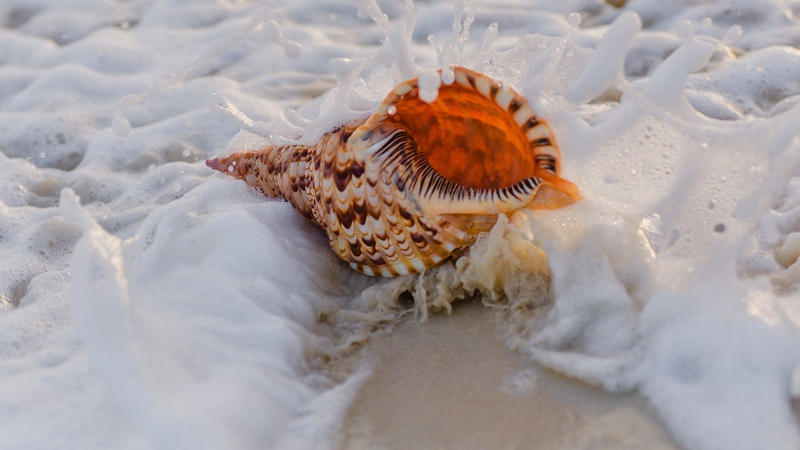 The Enchantment of Trulia St. ⁤Pete ⁢Beach FL: ​Unveiling its Tropical​ Splendor and Luxurious Living