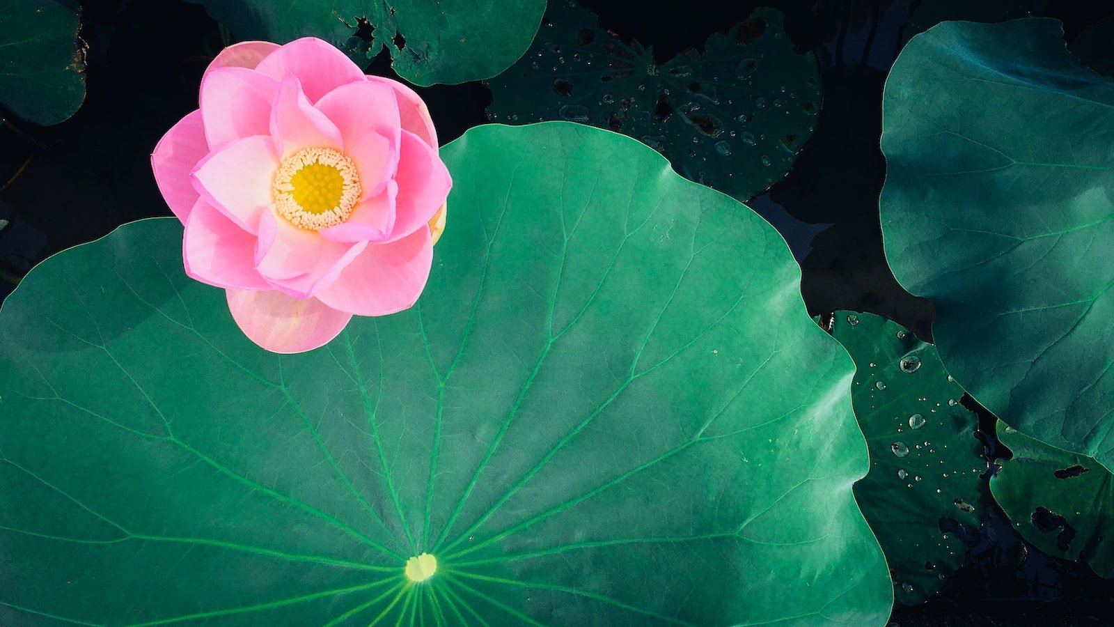 Explore Your Dream Home ⁢in Shalimar FL with Zillow