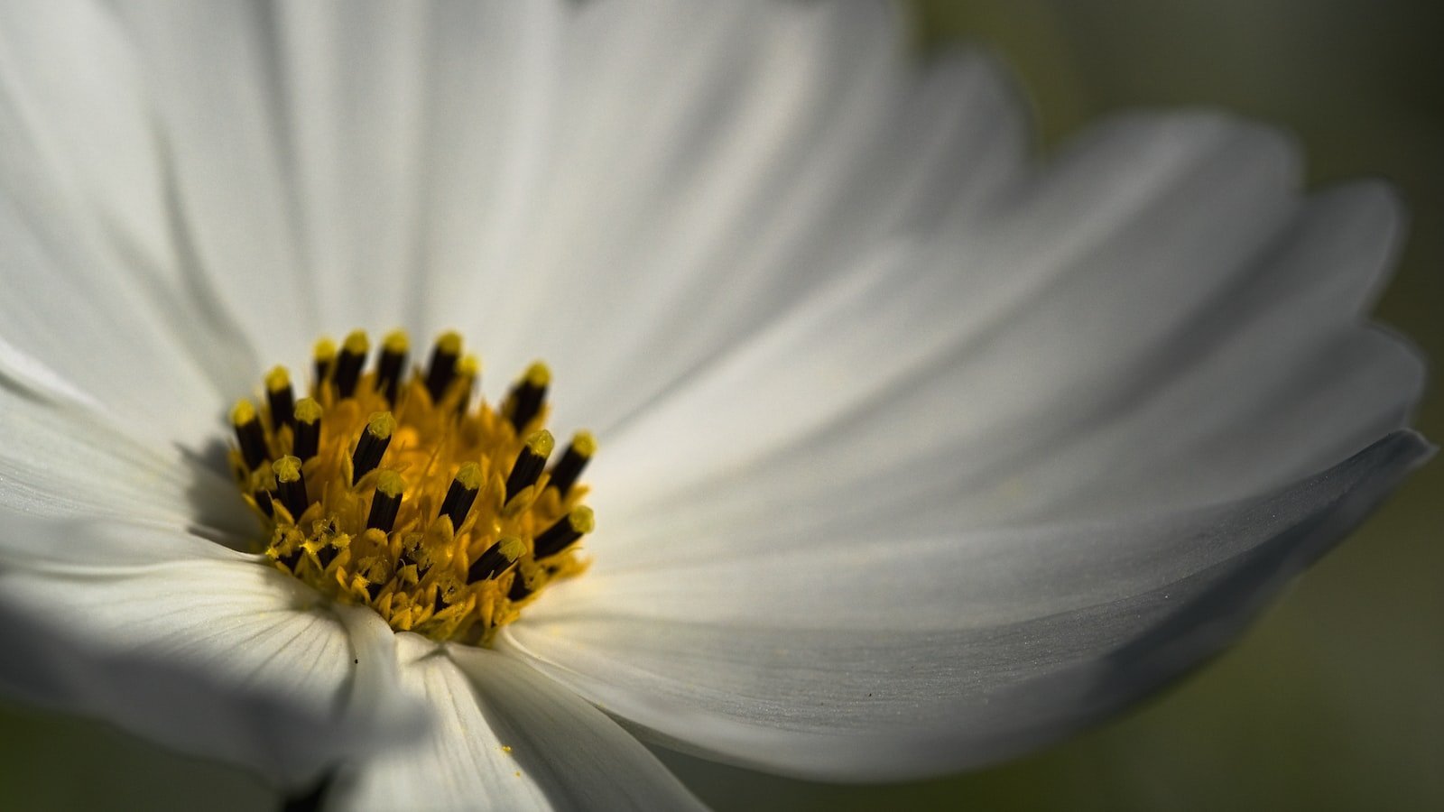 Discover the‍ Charm of Redfin West Melbourne FL: A Gem Waiting to be Unearthed