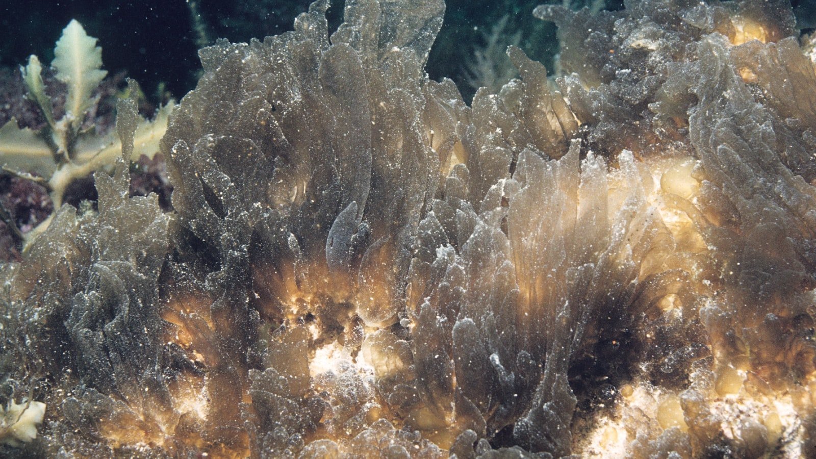 Showcasing Cape Coral's Unique Housing Market: ⁢Customized Features for Real Estate Websites