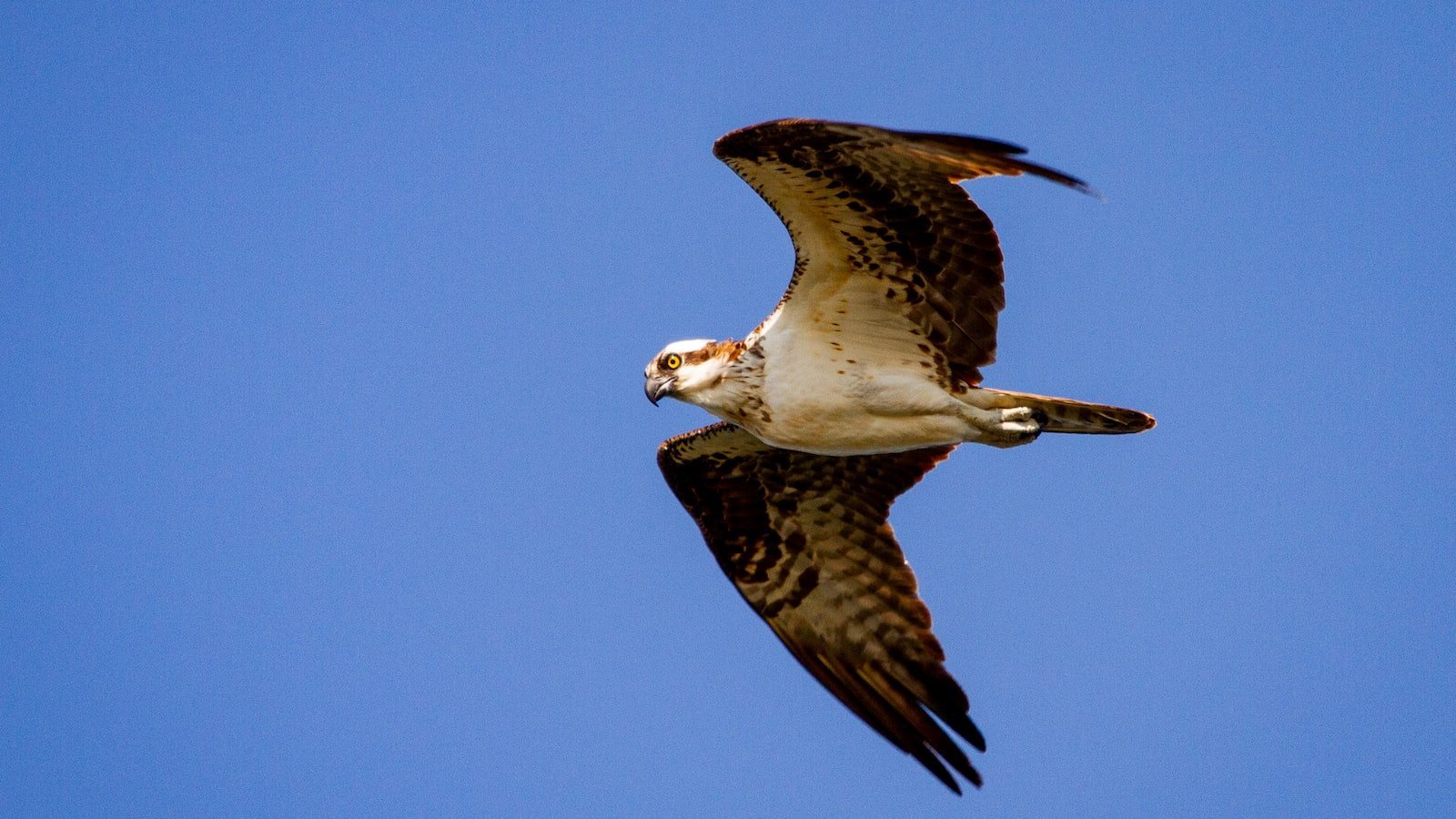 Heading 1: Idyllic Waterfront Living: Explore the Selection of Condos for Sale in Eagle Lake, FL