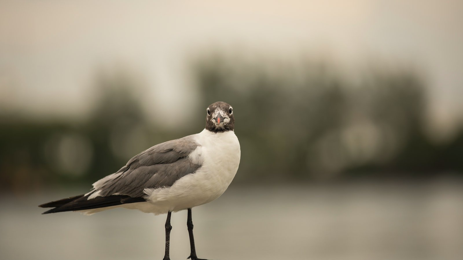 Discover the Charming Community of Trulia Rockledge FL