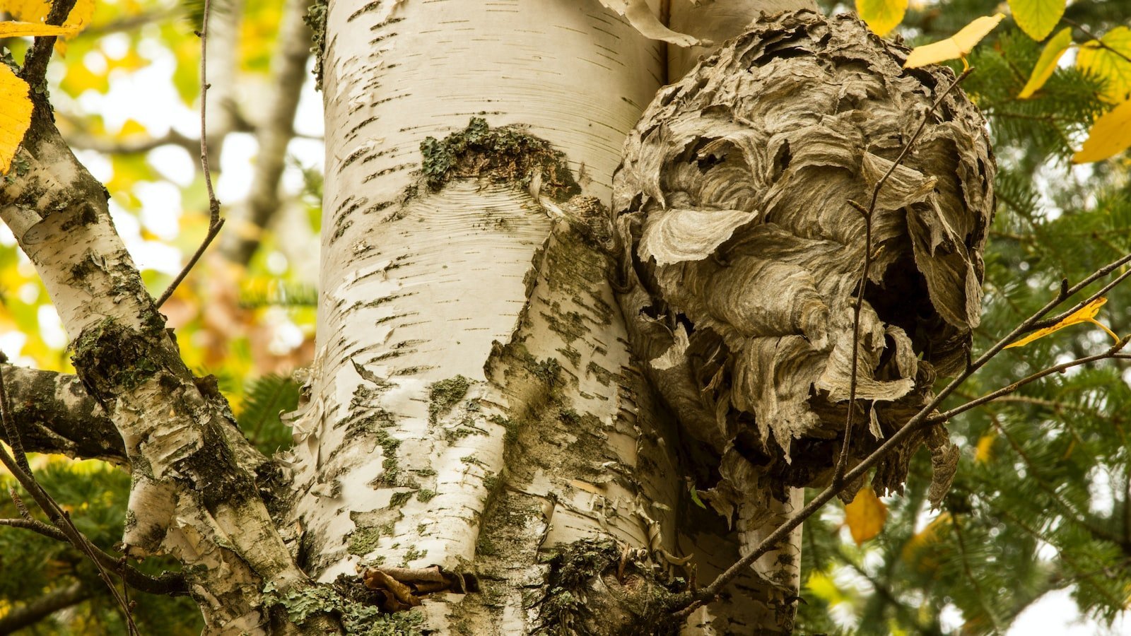 - Hidden Gems: Unveiling Top ⁣Features in St. Petersburg's Real Estate Market