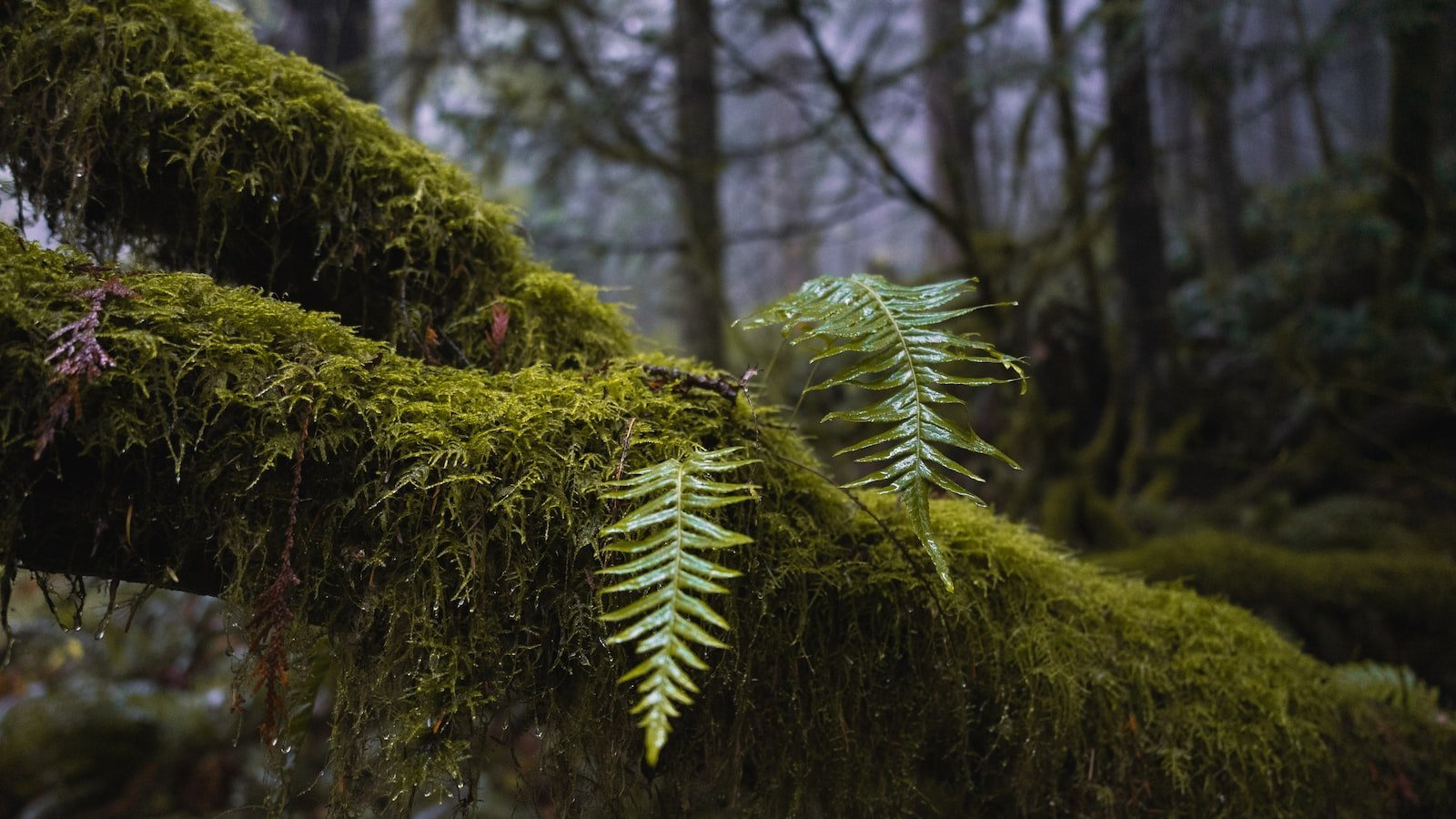 Expert Tips for Making an Informed Decision When Purchasing a House in Plantation FL