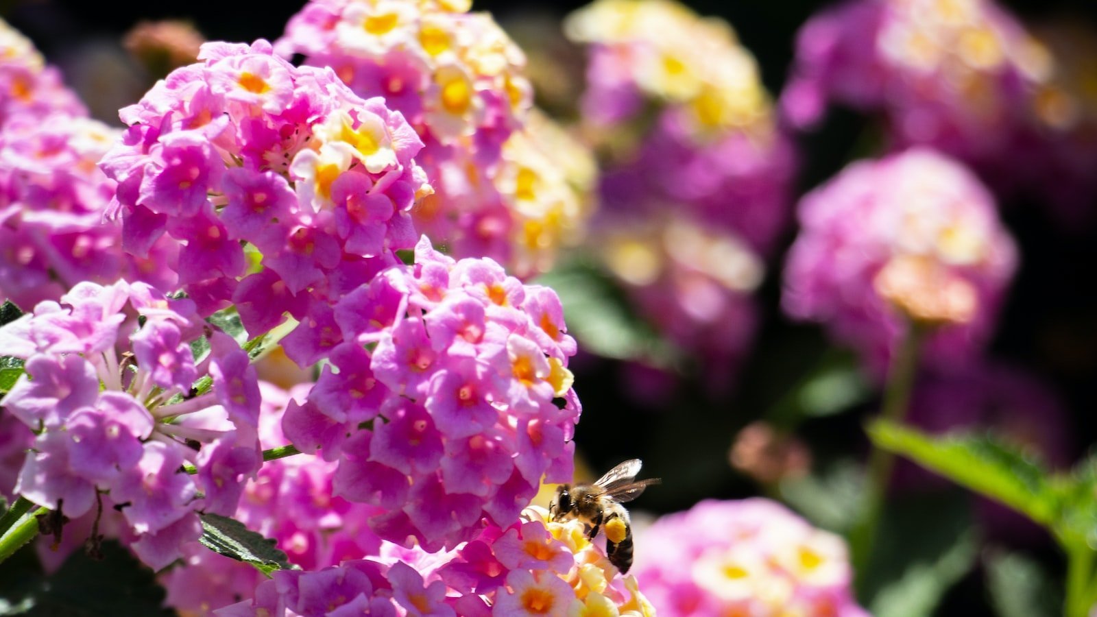 Navigating the Lantana Real Estate Market: Tips for Finding the Ideal House for Sale