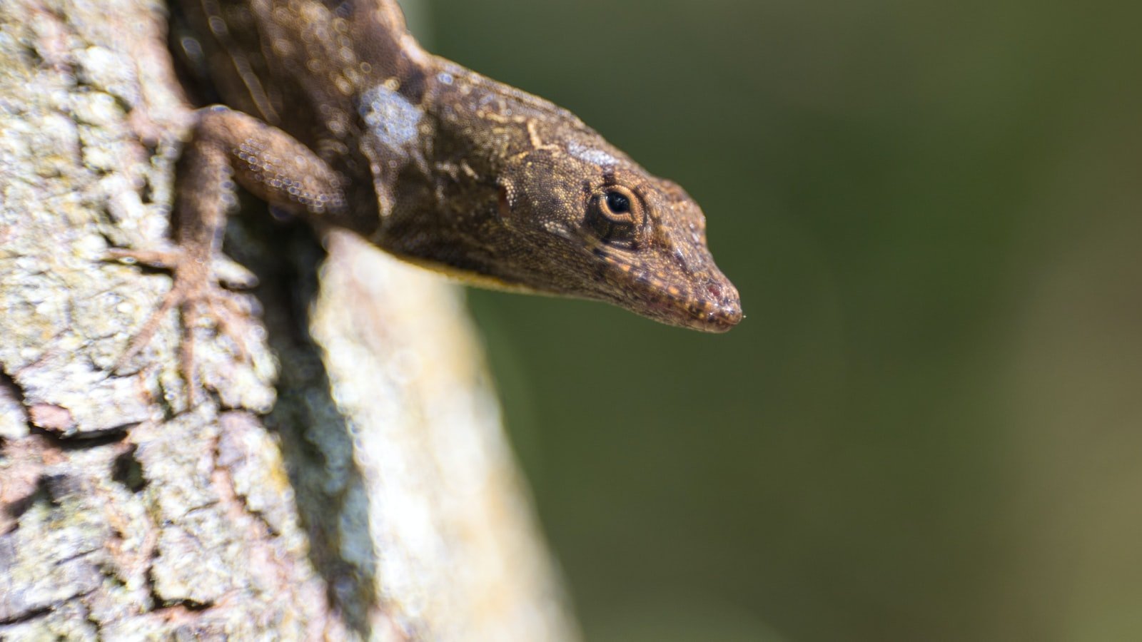 4. Savor the âPinnacle of Luxury⢠Living: Discover⢠Winter Park FL's Premium Real âEstate Market