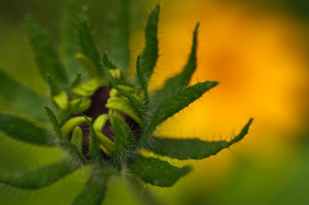 2. Unveiling the Hidden Gem: The Ponce Inlet FL Real Estate Market