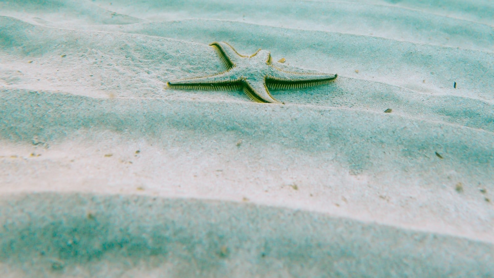 Holmes Beach Real Estate Market: Unveiling the Hidden Gems of Townhomes