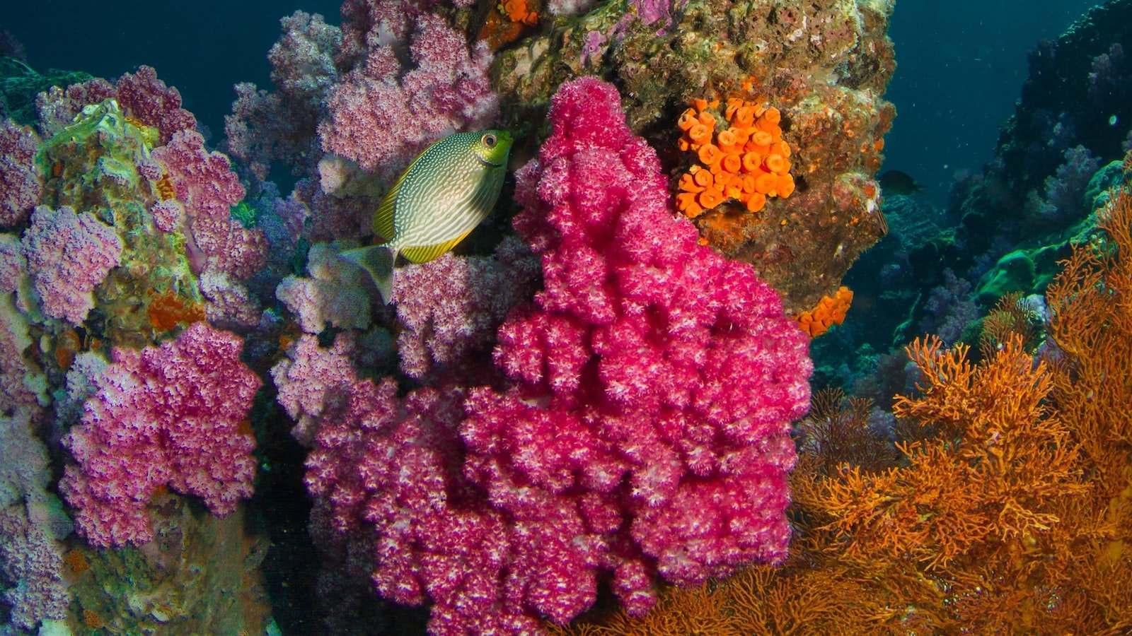 - ⁢Captivating Cape‌ Coral: Exploring⁢ the⁤ Hidden Gem of Florida's Real⁢ Estate Market