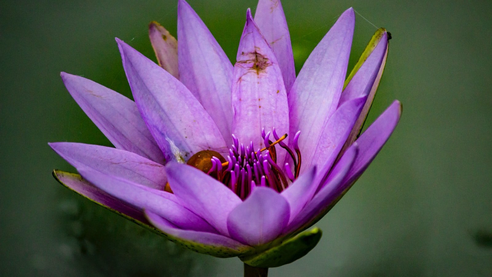 Discover the Serene Beauty and Coastal Charm of Homes for Sale in New Smyrna Beach FL