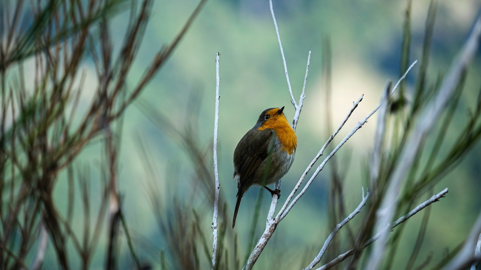 The Charm and Luxury of Realtor Services in Hallandale Beach FL