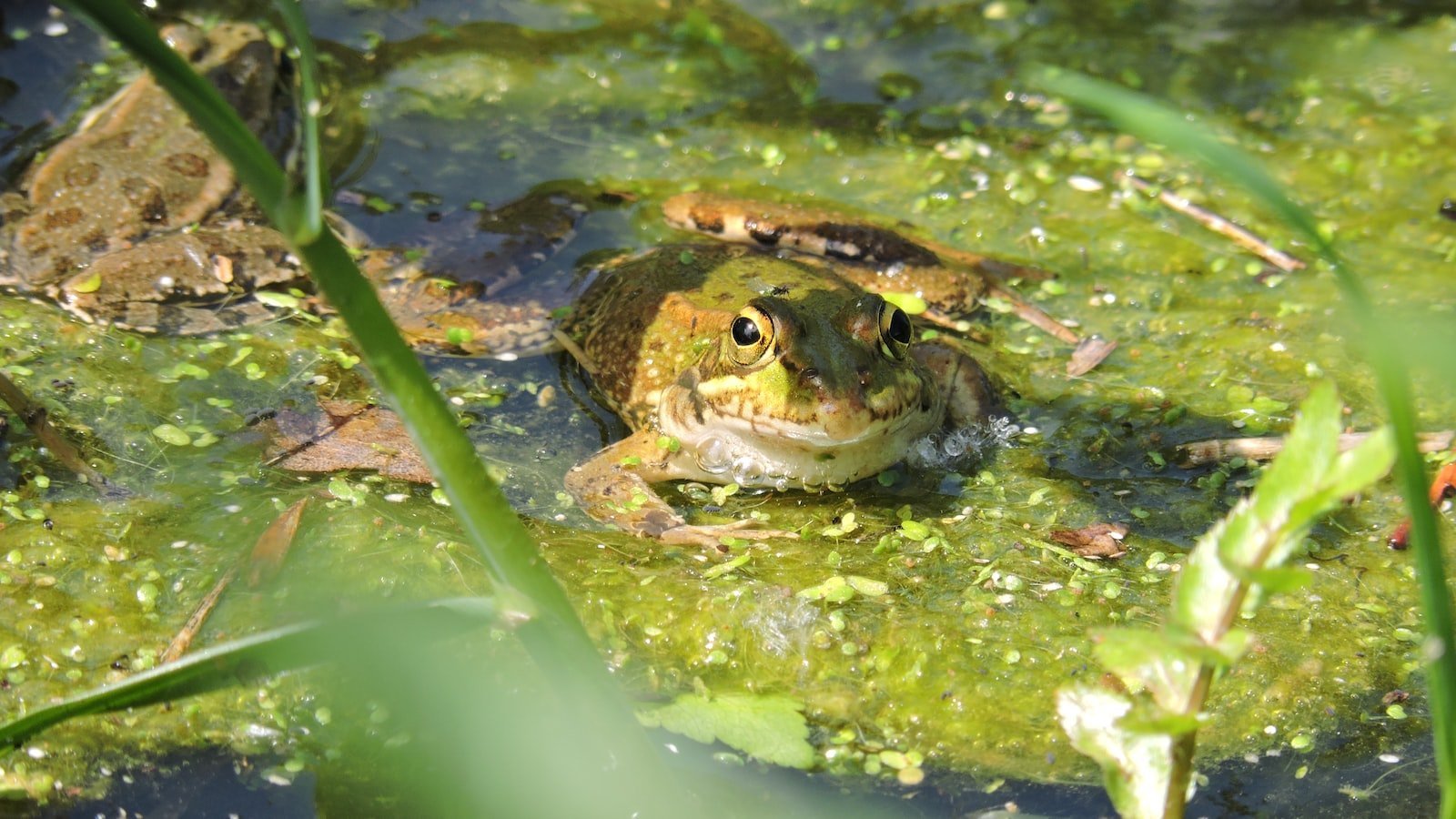 Unlocking Alachua's Hidden Gems: Key Recommendations for Prospective Townhome Buyers