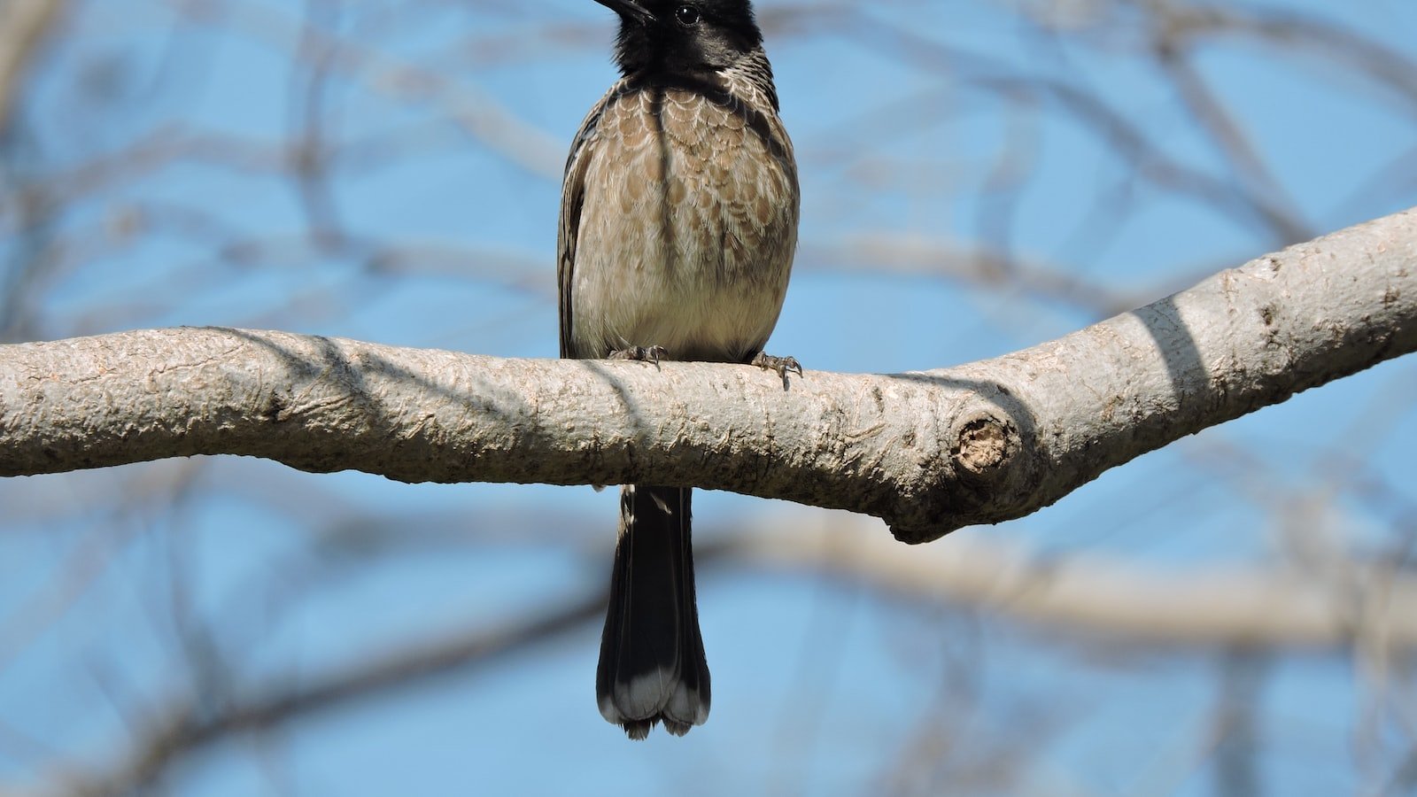 Finding‌ the Perfect Realtor in Coral Springs,⁢ FL: Your Guide to ‍a Successful ‍Home Buying⁣ Experience