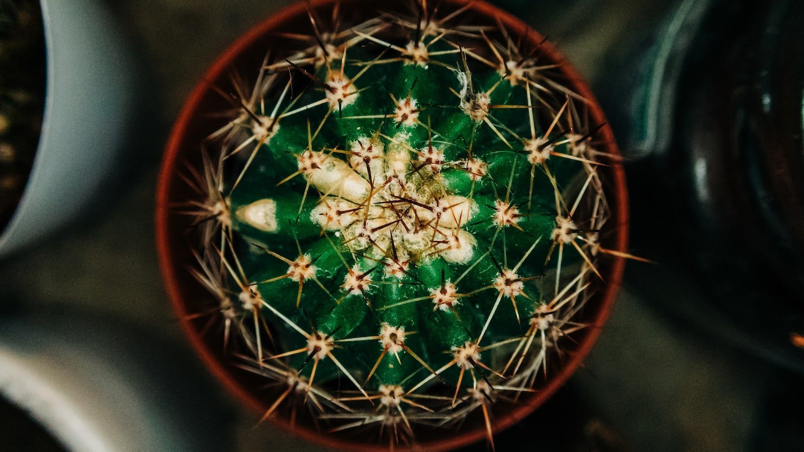 Unveiling Plant City's Best Kept Secrets: Hidden Gems in Houses for Sale