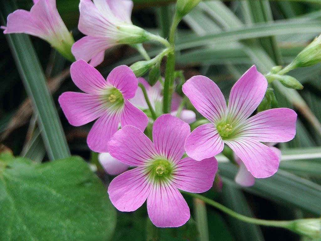 2. A Serene Oasis in​ the ​Heart of Coral Springs: Exploring the ⁢Spectacular Outdoor Living Spaces of this Florida ‌Home