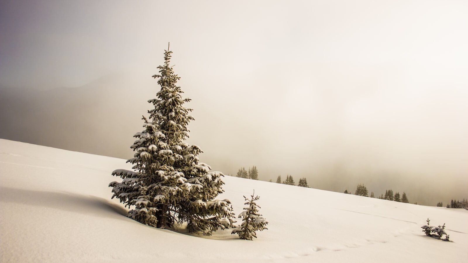 Winter Garden FL: Explore the Charm and Convenience‌ of Zillow Houses for ‌Sale