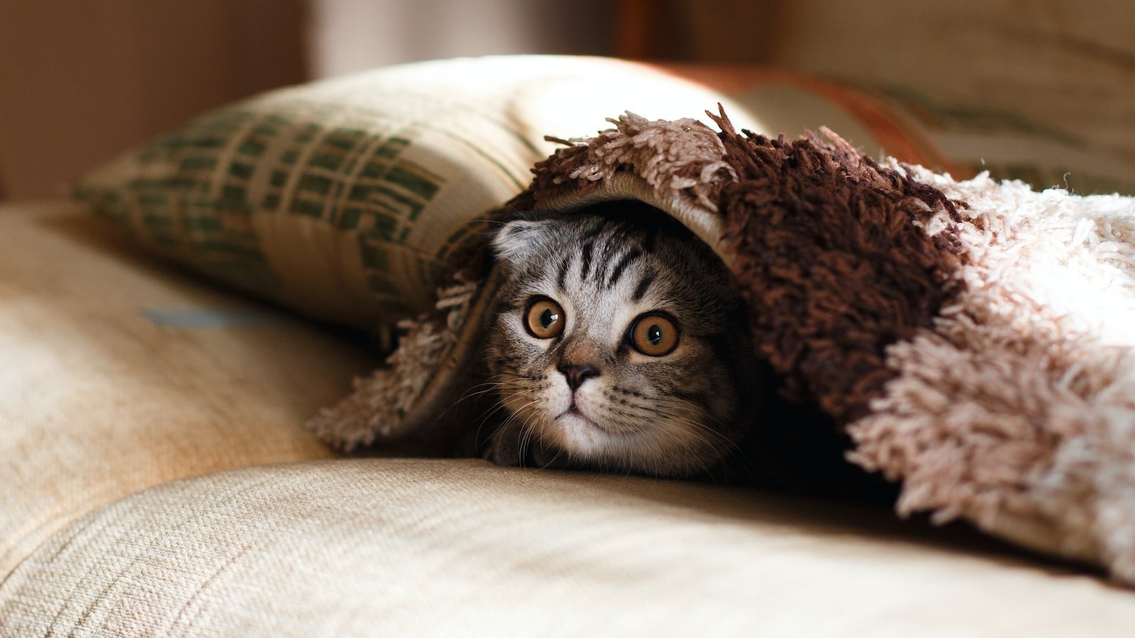 Unveiling the Hidden Gems of Cocoa FL Real Estate - Discover the Finest Houses for Sale