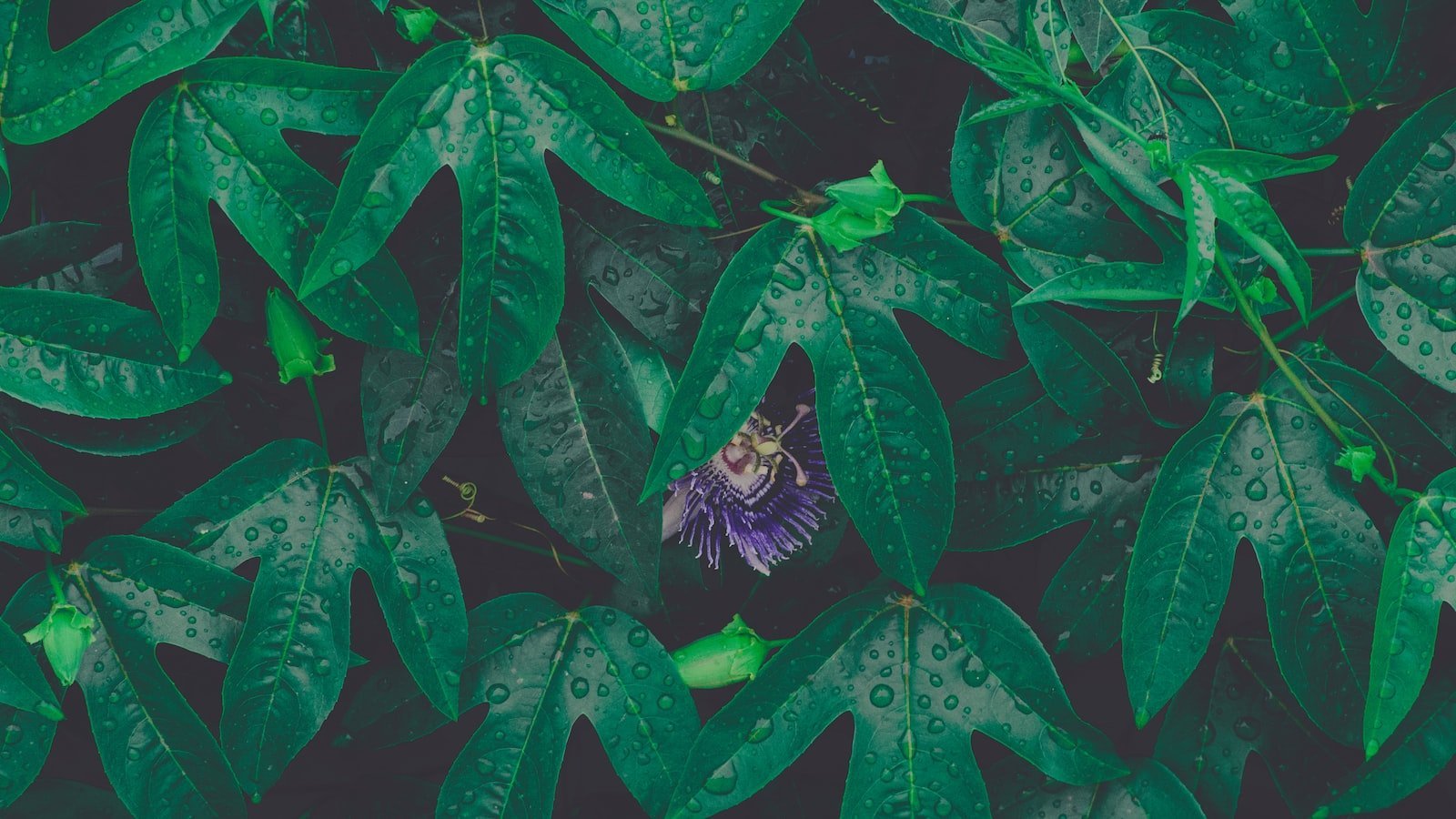 Hidden Gems: Discover the Charming Houses for Sale in Hawthorne, FL