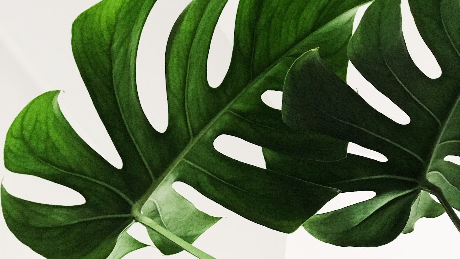 Experience Luxurious Living: Discover the Finest Waterfront Homes near Longboat Key FL