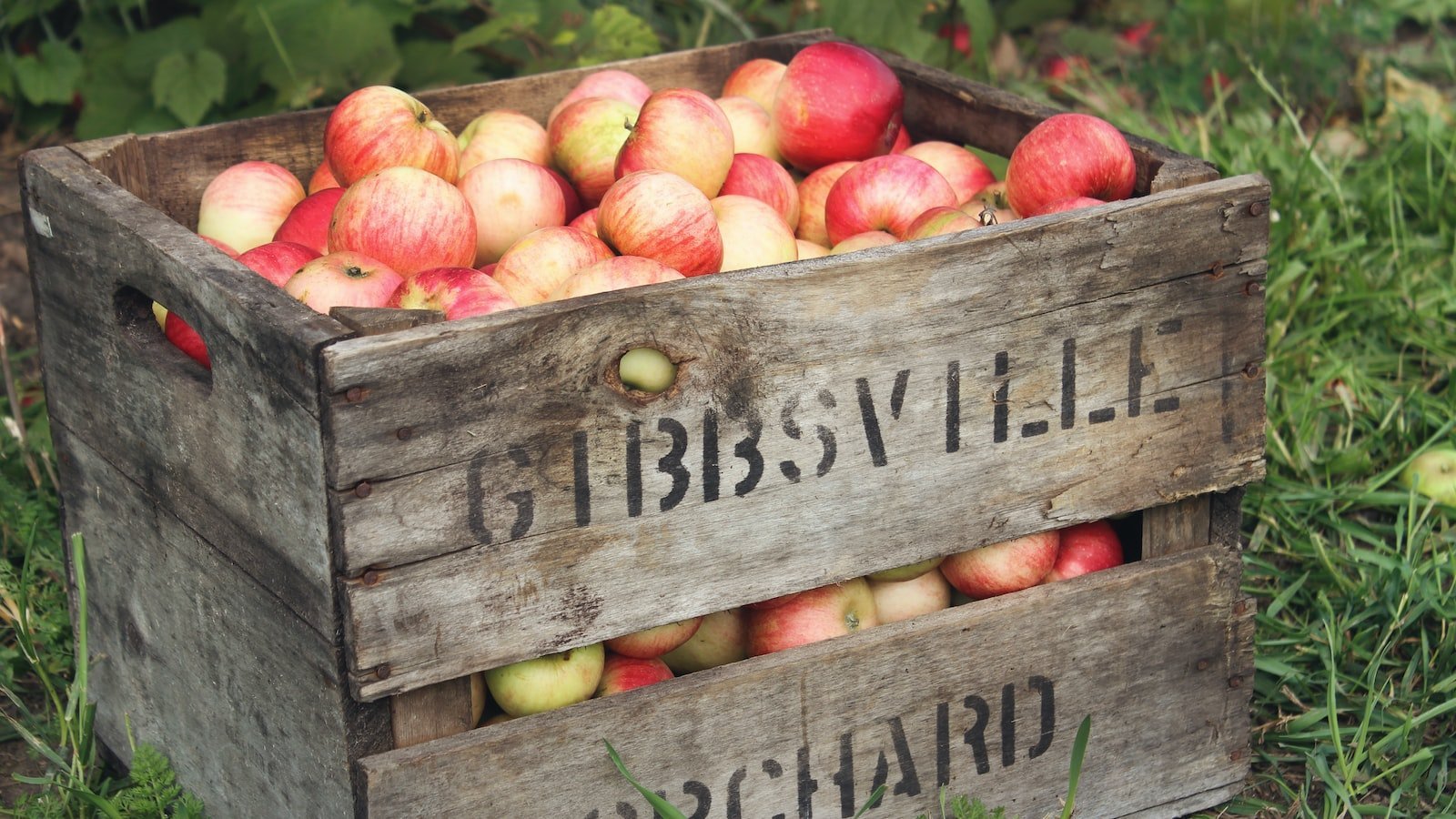 Choosing the Right Realtor in Tampa, FL: A Comprehensive Guide