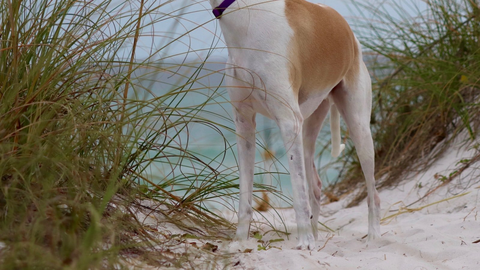 Navigating Panama City Beach's Flourishing Real Estate Market: Finding the Perfect Realtor