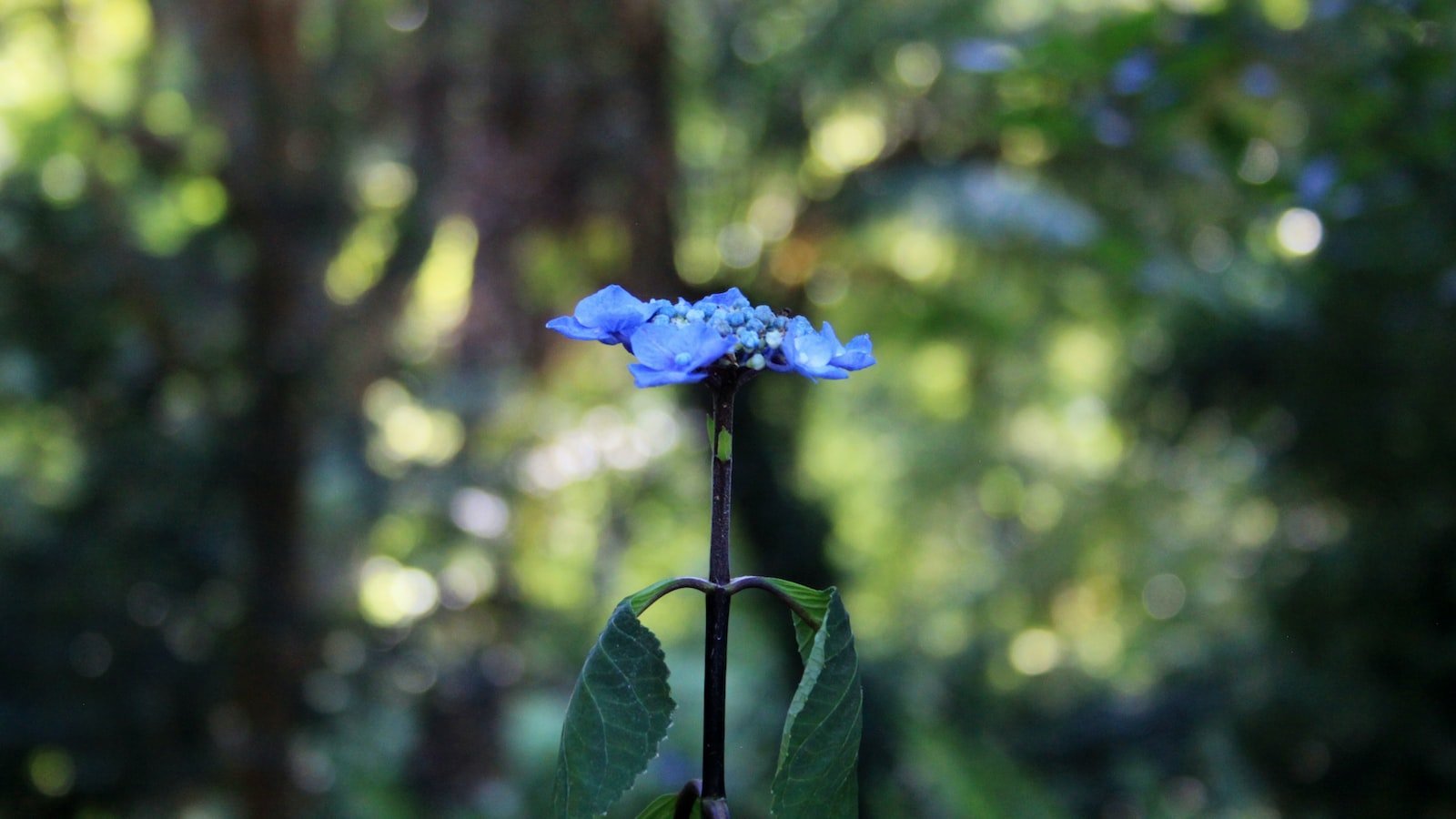 - Unveiling ⁣the Hidden‌ Gem:‍ A​ House for⁢ Sale in Miramar, FL That‍ Offers Luxury Living at an Affordable Price