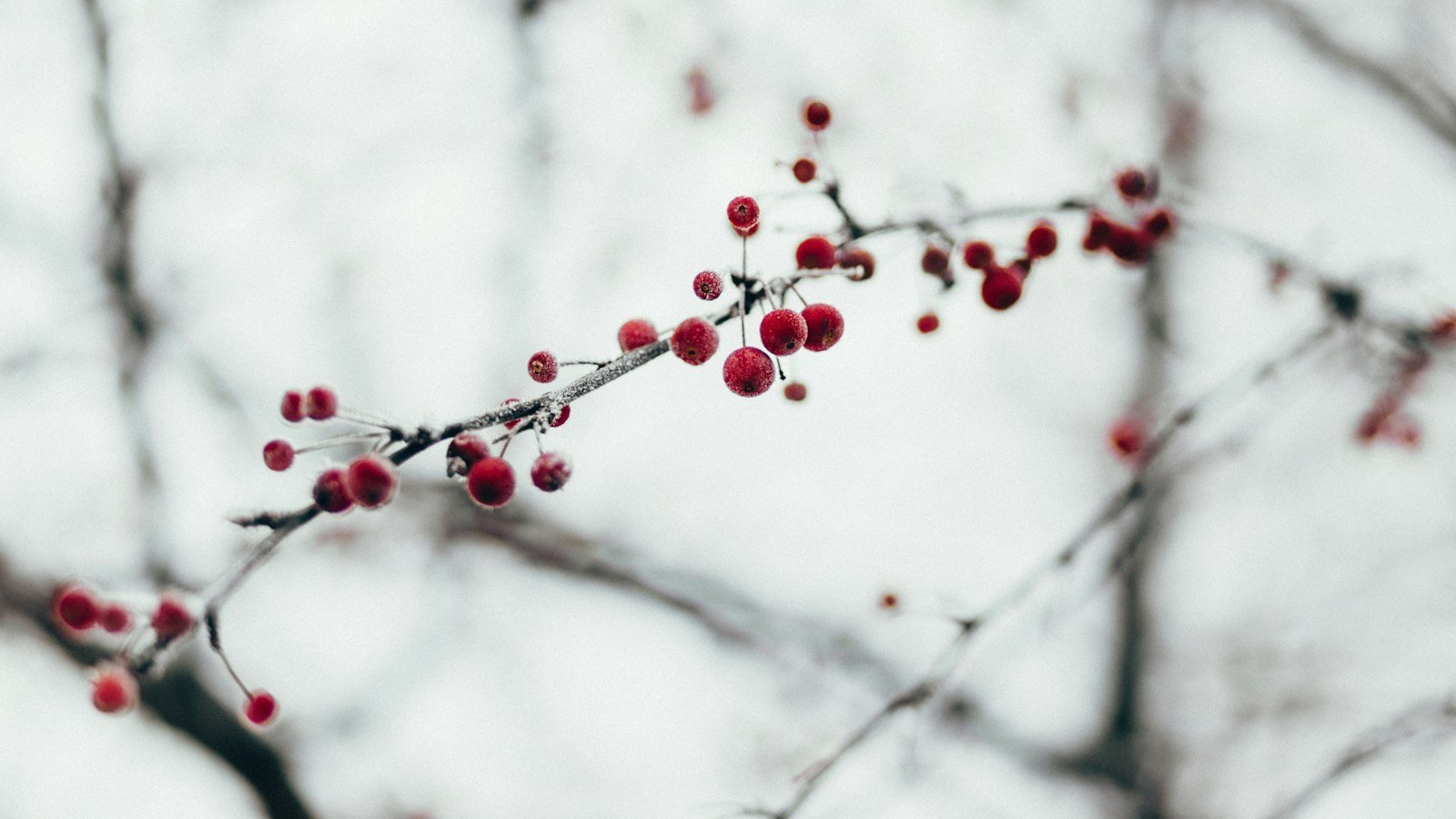 - Exploring Winter Park FL Real Estate Market: Why Investing in a Home Here is Wise