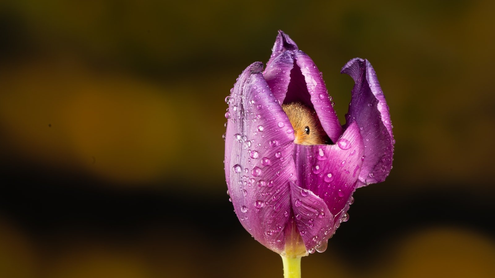 - Unveiling ‍the hidden gems: ‌Discovering the remarkable features of houses for sale in Bay Harbor Islands, ⁣FL