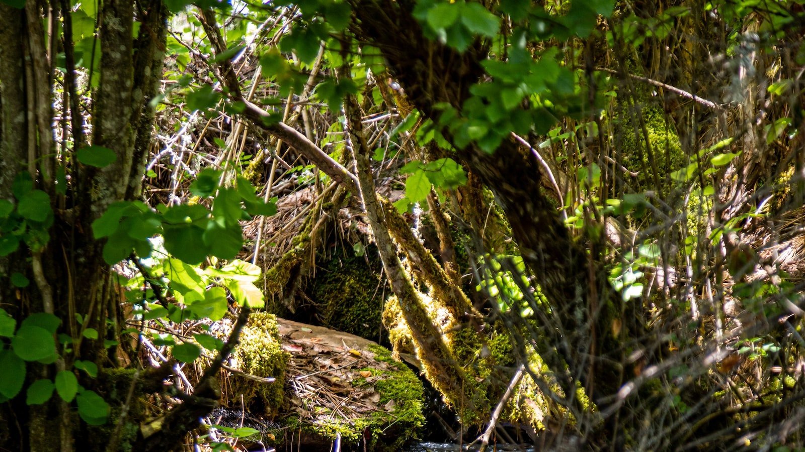 Unveiling the Hidden Gems of North Miami FL: Trulia's Local Insights for a Vibrant Community Experience