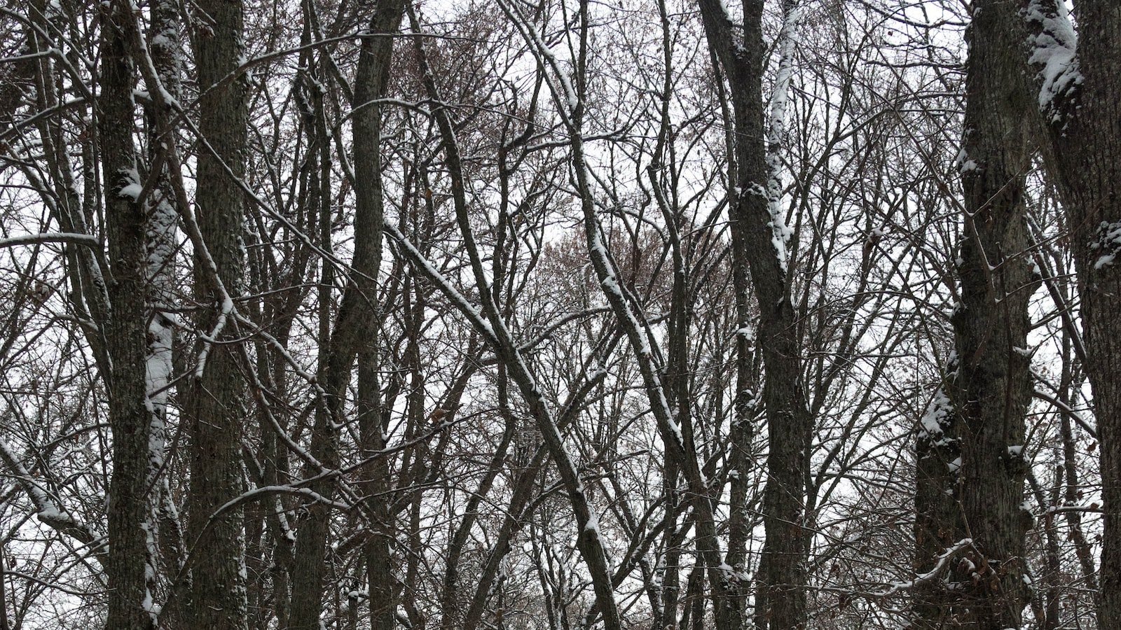 Unveiling Winter Park, FL: A Treasured Gem for Homebuyers