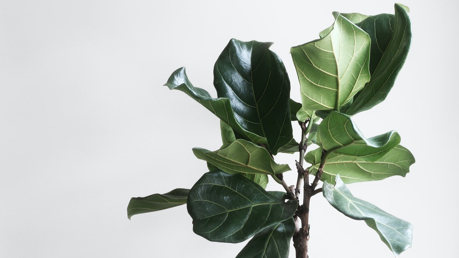 Finding Your Dream Home in Haines City: Recommendations from an Experienced Realtor