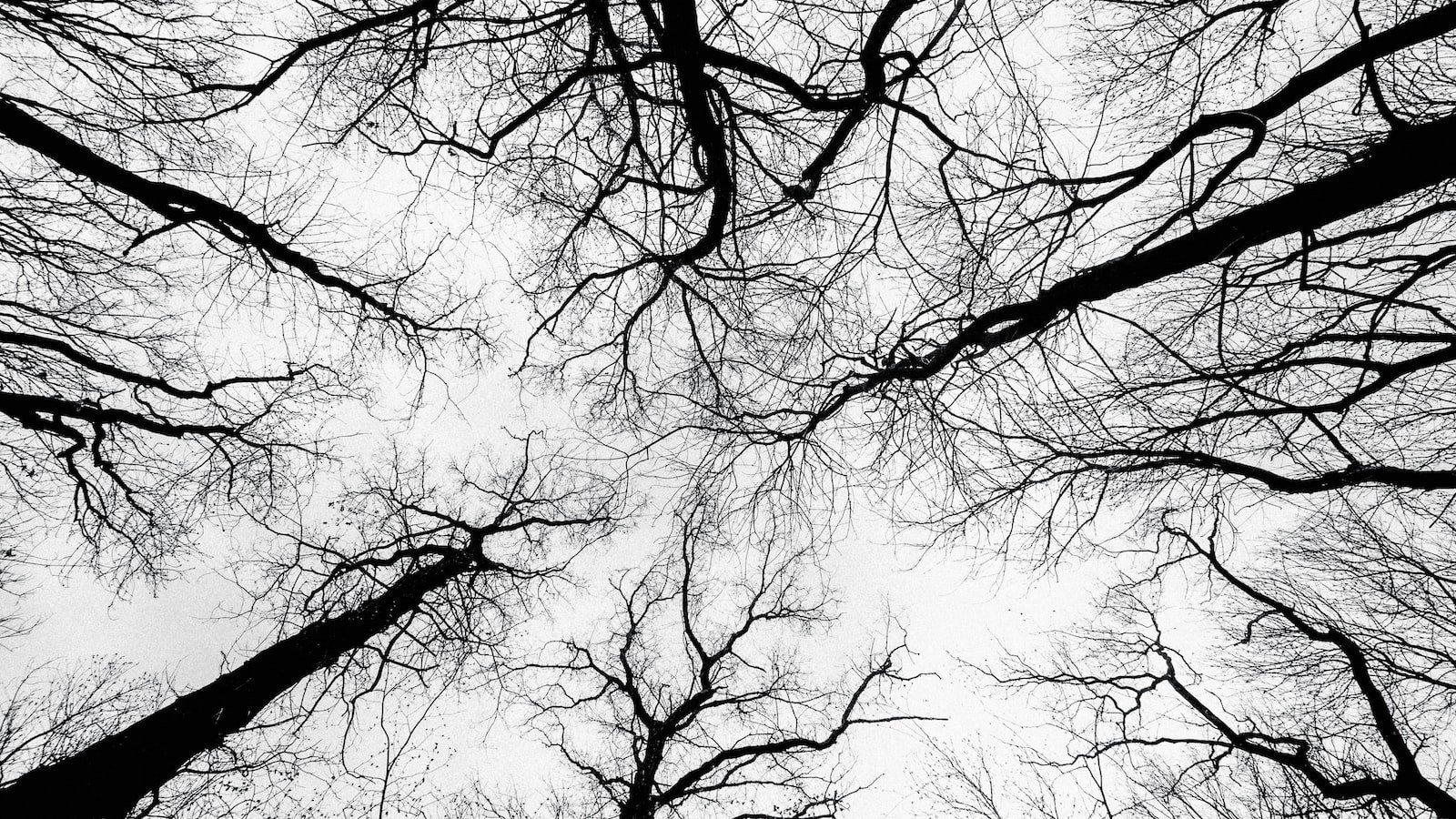 Unveiling the Top Realtor Lakeland FL: Your Guide to Finding the Perfect Real Estate Agent